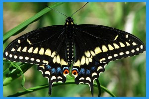 Black-Swallowtail