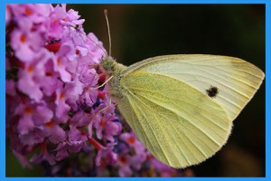 Cabbage-White