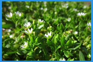 Chickweed