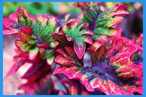 Coleus