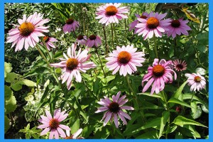 Echinacea