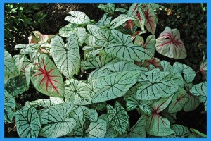 Fancy-Leafed-Caladium