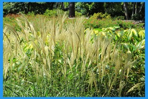 Feather-Reed-Grass
