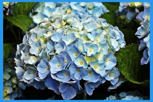 Garden-Hydrangea