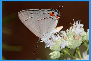 Gray-Hairstreak