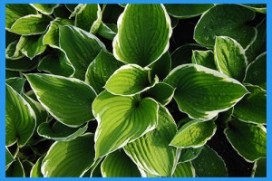 Hosta