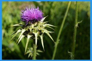 Milk-Thistle