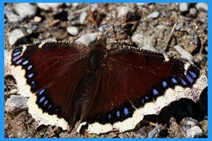 Mourning-Cloak