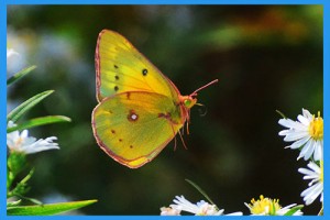 Orange-Sulphur