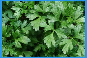 Parsley