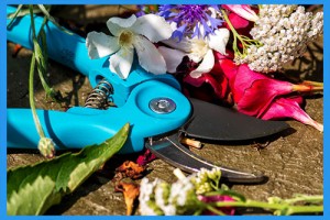 Pruning-Shears