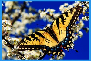 Tiger-Swallowtail