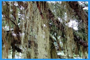 Usnea