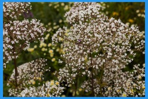 Valerian