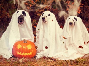 Trick-or-treating dogs