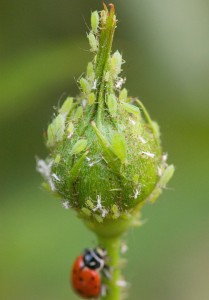 Aphids about to eat insects and pests on a leaf