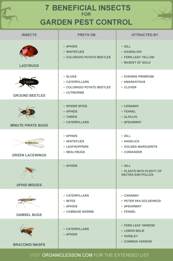 Insect and pest identifier chart