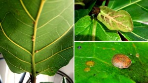 Scale on a leaf, common pest and insect