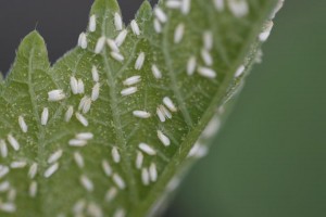 Whiteflies on a leaf, tiny insects and pests