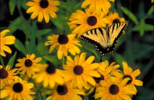 Fall Flower Ideas Black-Eyed Susans