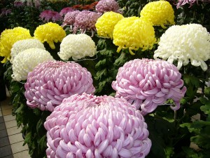 Fall Flower Ideas Chrysanthemum