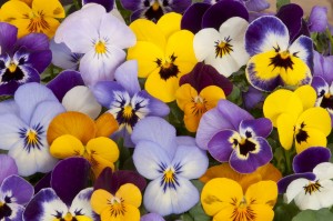 Fall Flowers Ideas Pansies