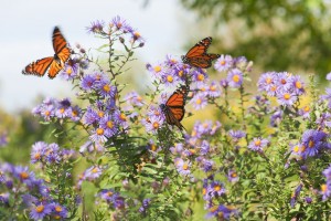 Fall Flower Ideas Asters