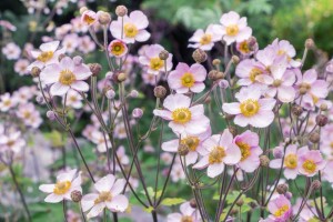 Fall Flower Ideas Japanese Anemone