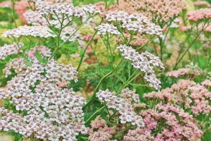 Fall Flower Ideas Yarrow