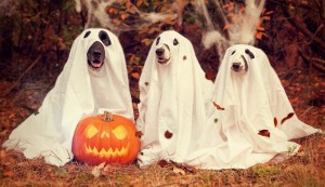 Trick-or-treating dogs