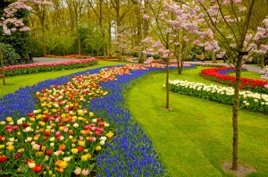 Garden path of flowers